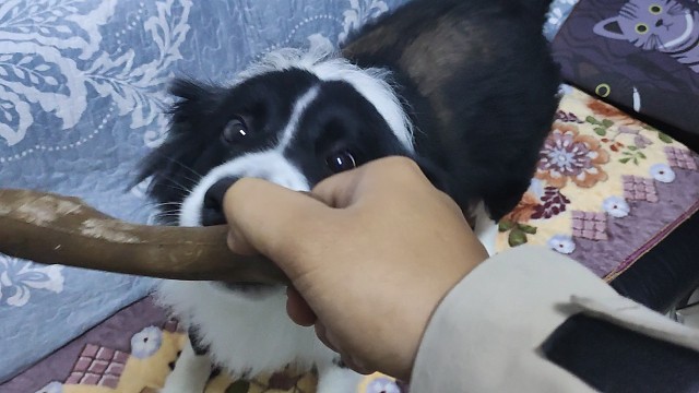 猪猪的公主脾气又犯了……