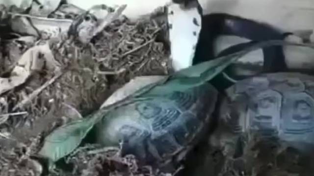 黄缘闭壳龟PK眼镜蛇