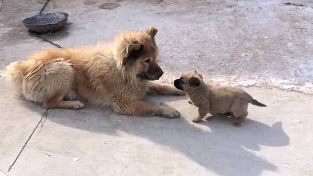 你瞅啥？瞅你咋滴！