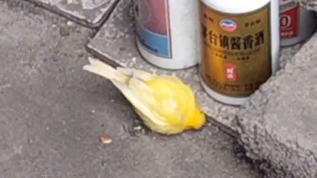 这个是什么鸟？