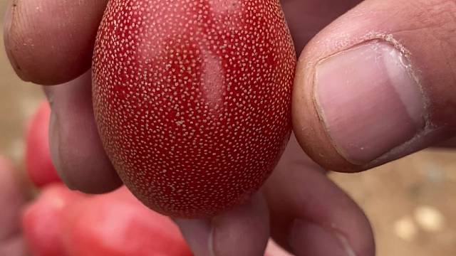 你们老家叫什么？