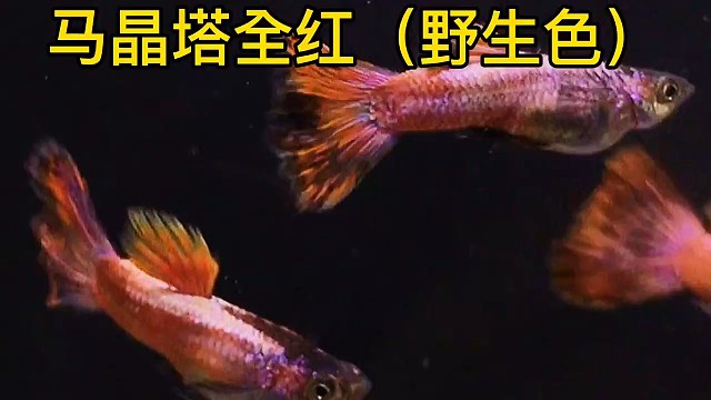 马晶塔全红是我觉得孔雀鱼里一个最有味道的品种！