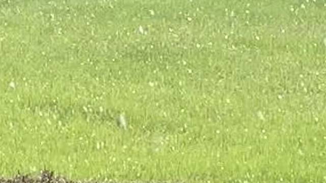 下雪了[大哭][大哭][大哭]