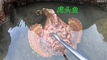 阿平赶海抓到了一条虎头鱼，头部长得特别像老虎还特别的昂贵