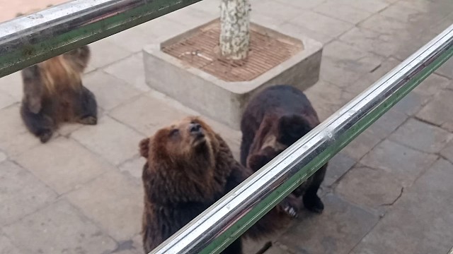 都说黑傻子傻，我看是一点不傻