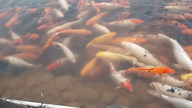 看看这些鱼多可爱。