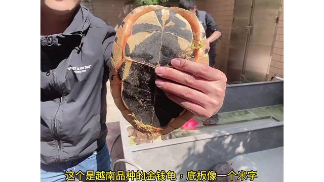 有认识这是什么龟的吗？