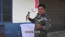 胖哥干完农活，回家做一道大板鲫，看着就好吃