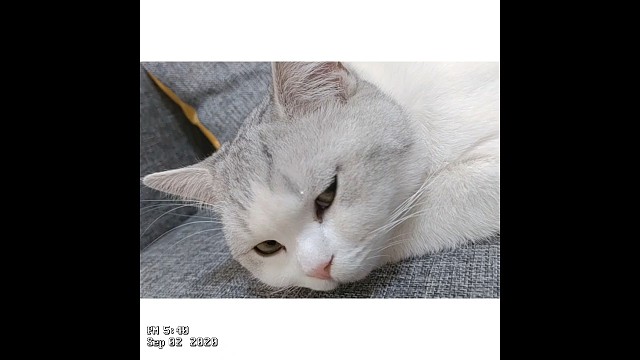 猫主子被迫营业，看我一万个不爽