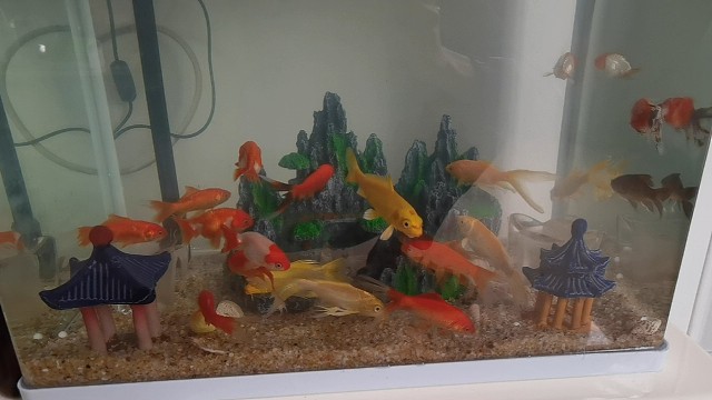 每天更新养鱼小技巧。