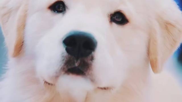 赛级金毛有喜欢的吗