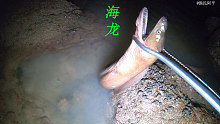 阿平赶海抓到一条凶猛的海龙，还抓了皮皮虾和石斑鱼