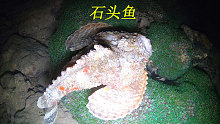 阿平赶海抓到了一条石头鱼，样子长得很像石头还特别的昂贵