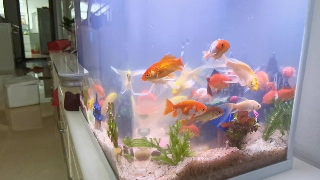 每天一个养鱼小技巧，第2天