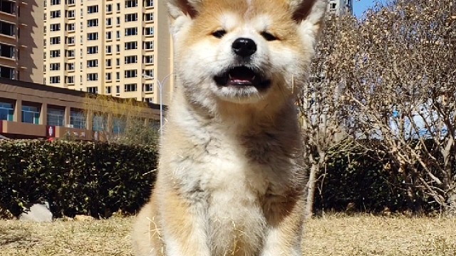 这个秋田憨憨的...