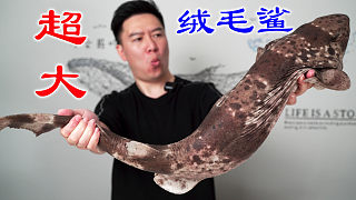 全網(wǎng)首吃超大絨毛鯊，這口感絕了，太解壓了