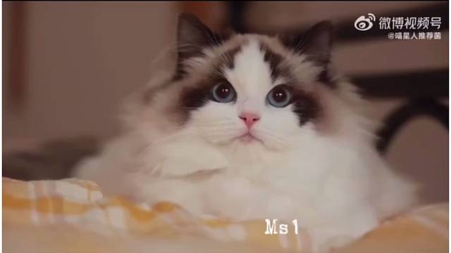 布偶我可太爱了（等我有钱了……）