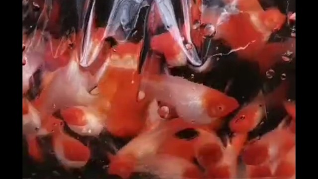 孔雀鱼鸿运当头