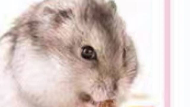 哈这个小家伙练了什么功