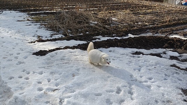 小狐狸到底是看到了什么被吓跑的？