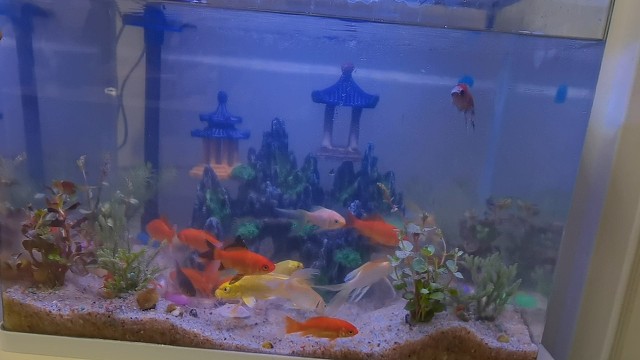 每天一个养鱼小技巧。