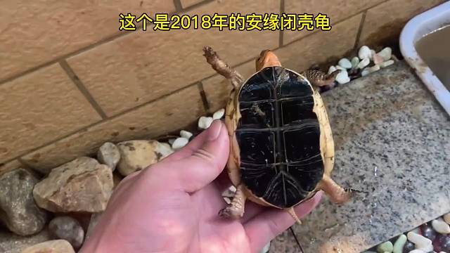 仿野外生态环境养殖