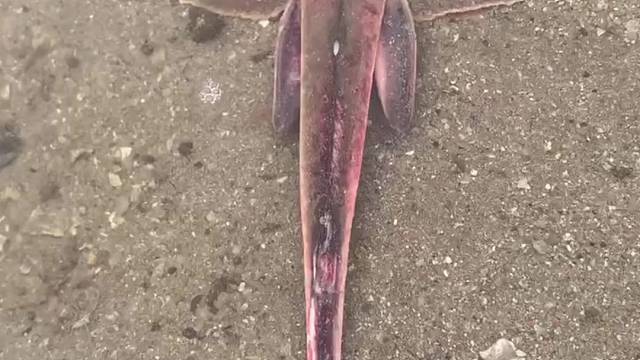 富贵今天赶海抓到了一条魔鬼鱼，太刺激了。