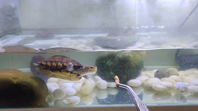 养龟日常