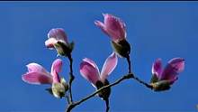 #創(chuàng)作靈感 #靜看花開(kāi)花落 #捕捉身邊的美 #春回大地萬(wàn)物復(fù)蘇 