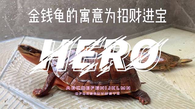 金钱龟的寓意是什么？