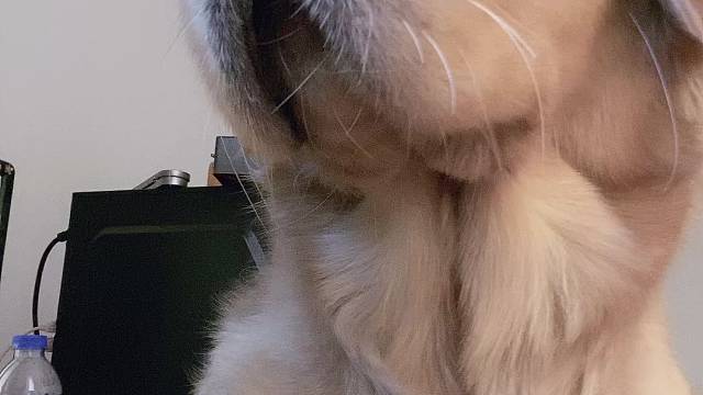 狗子