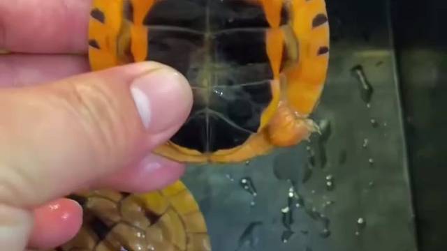 越南品种金钱龟，极品米底