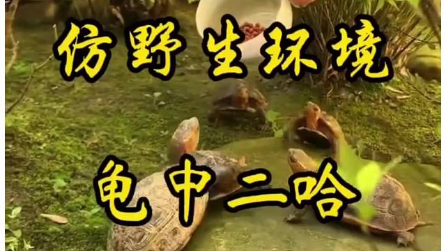 黄缘龟的养殖环境