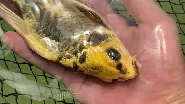 这是？这是？这是？