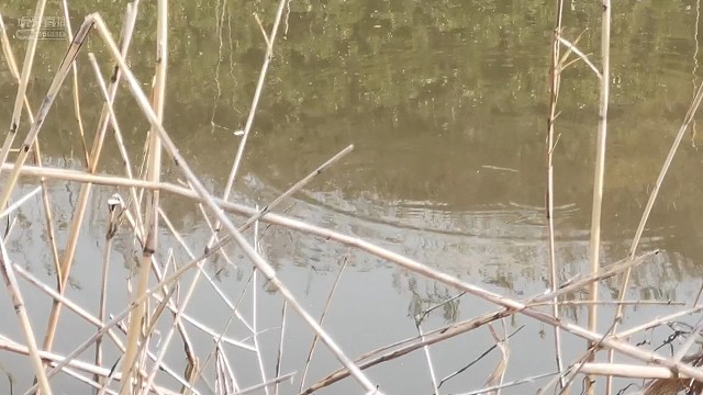 上鲤鱼精彩瞬间