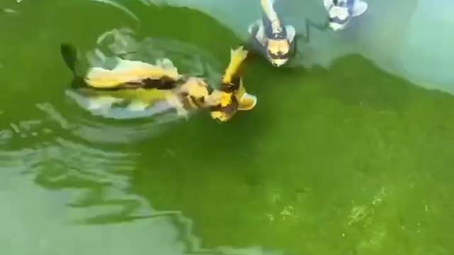 水中蝴蝶与熊猫