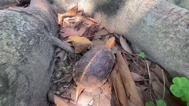 有认识这是什么龟的吗？大榕树下发现的