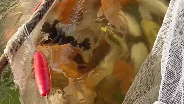 蝴蝶鲤种鱼繁殖