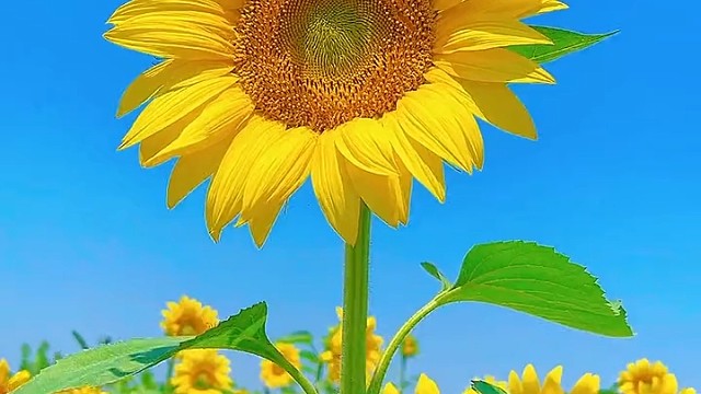 扎扎实实步步向荣恬淡酝酿着栽种耕耘爱与未来种下平安希望收获健康幸福记挂茉莉