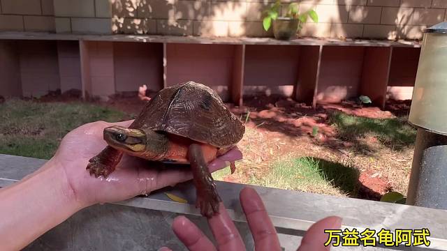 越南品种金钱龟，日常互动