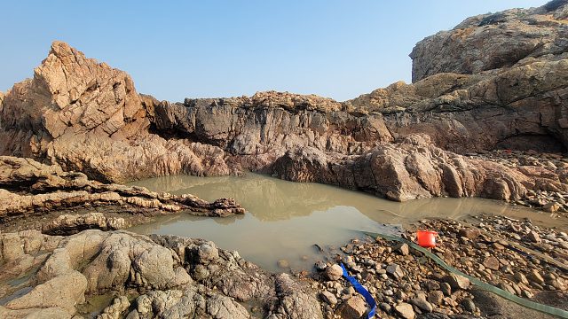 这样抓鱼好上头，退潮后成群大鱼留在大水坑觅食被小明一窝端