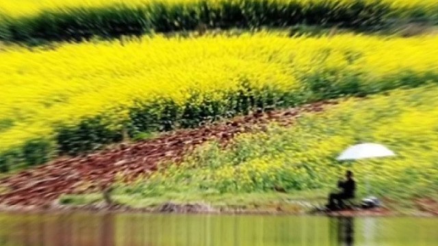 阳春三月，带你看油菜花海！