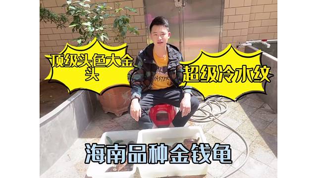 冷水纹烟花放射纹超足的海南金钱龟大金头，水中游走的黄金。