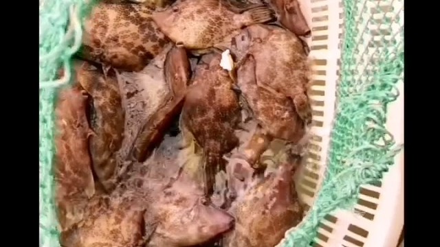 今天的鱼货不错