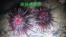 退潮后海边稀奇的海鲜特别多，有红色海胆和海螺还有鳝鱼和红花蟹