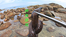 阿平赶海抓了一条大黑鳗，之后还抓了金鼓鱼和海茄子