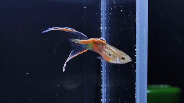 【孔雀鱼】剑尾是玩家最终的归属！