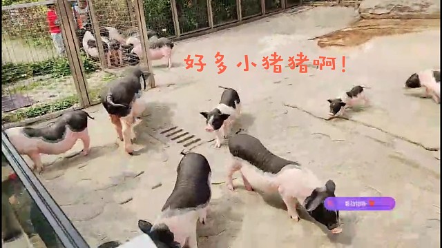 动物园里的小猪猪，你在里面吗？