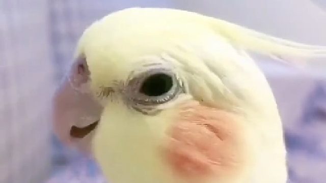 阿giao之鹦鹉分giao