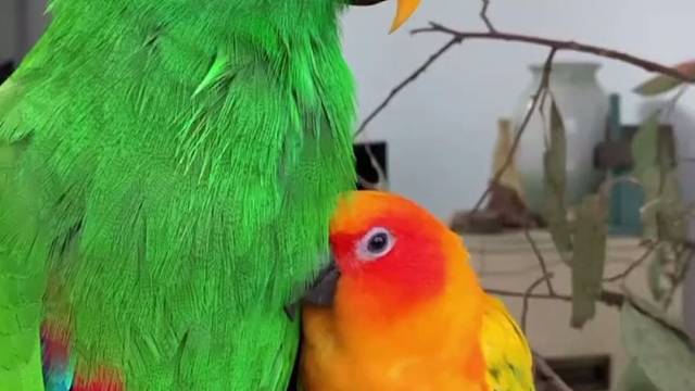 粘着你！就这样在你怀里！